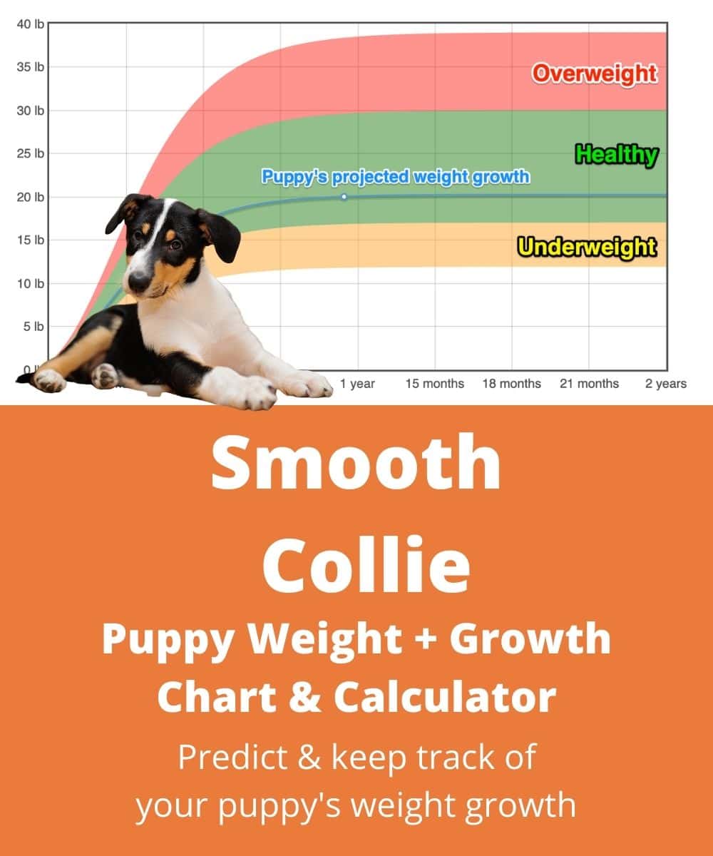 smooth-collie Puppy Weight Growth Chart smooth-collie Puppy Weight Growth Chart